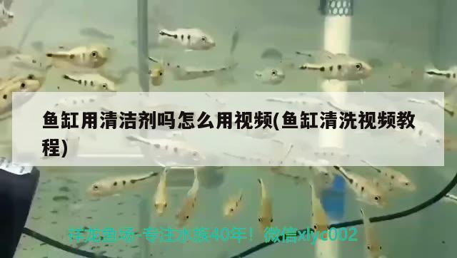 鱼缸用清洁剂吗怎么用视频(鱼缸清洗视频教程) 巴西亚鱼