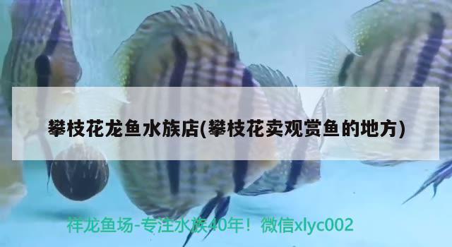 攀枝花龙鱼水族店(攀枝花卖观赏鱼的地方)