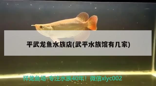 平武龙鱼水族店(武平水族馆有几家) 喷点菠萝鱼