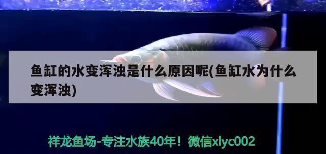 鱼缸的水变浑浊是什么原因呢(鱼缸水为什么变浑浊)