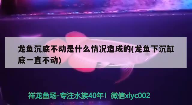 龙鱼沉底不动是什么情况造成的(龙鱼下沉缸底一直不动) 粗线银版鱼苗