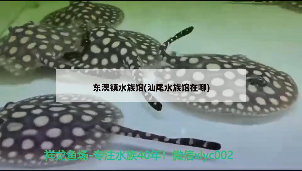 东澳镇水族馆(汕尾水族馆在哪)