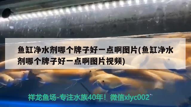 鱼缸净水剂哪个牌子好一点啊图片(鱼缸净水剂哪个牌子好一点啊图片视频)