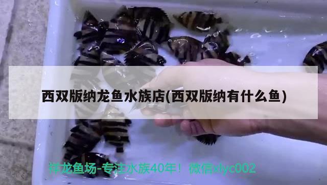 西双版纳龙鱼水族店(西双版纳有什么鱼) 白化巴西龟（白巴） 第4张