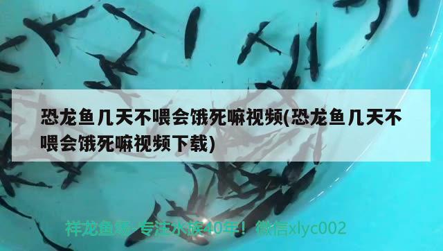 恐龙鱼几天不喂会饿死嘛视频(恐龙鱼几天不喂会饿死嘛视频下载) 广州观赏鱼批发市场