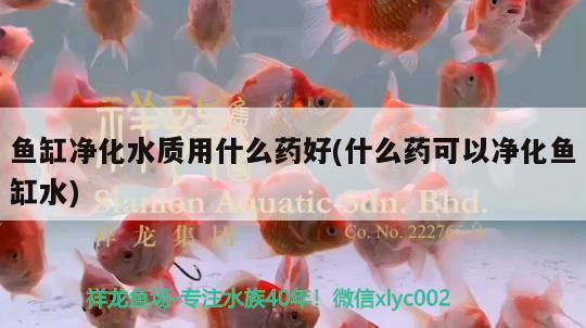 鱼缸净化水质用什么药好(什么药可以净化鱼缸水) 丹顶锦鲤鱼