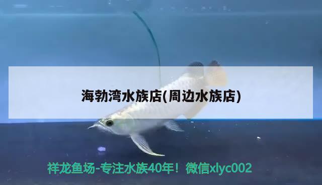 海勃湾水族店(周边水族店) 狗仔招财猫鱼