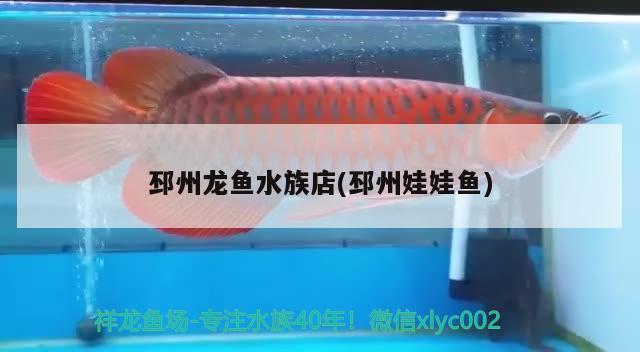 邳州龙鱼水族店(邳州娃娃鱼) 飞凤鱼