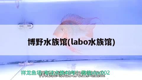 博野水族馆(labo水族馆) 龙鱼批发 第2张