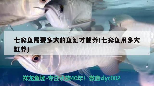 七彩鱼需要多大的鱼缸才能养(七彩鱼用多大缸养) 海象鱼