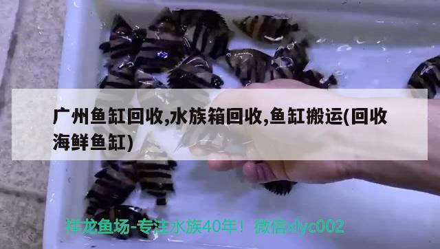 广州鱼缸回收,水族箱回收,鱼缸搬运(回收海鲜鱼缸) 鱼缸/水族箱