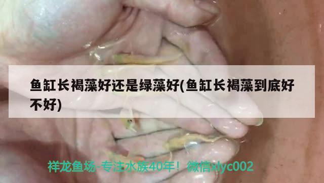 鱼缸长褐藻好还是绿藻好(鱼缸长褐藻到底好不好) 梦幻雷龙鱼