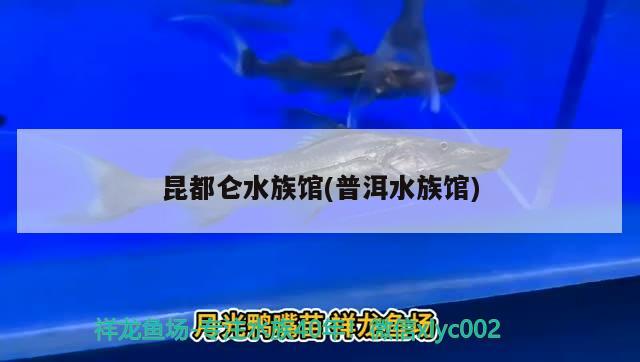 昆都仑水族馆(普洱水族馆) 女王大帆鱼