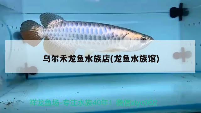 乌尔禾龙鱼水族店(龙鱼水族馆) 熊猫异形鱼L46