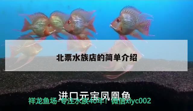 北票水族店的简单介绍 红龙专用鱼粮饲料