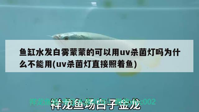 鱼缸水发白雾蒙蒙的可以用uv杀菌灯吗为什么不能用(uv杀菌灯直接照着鱼) 森森鱼缸