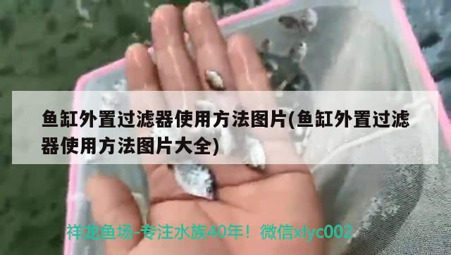 鱼缸外置过滤器使用方法图片(鱼缸外置过滤器使用方法图片大全) 萨伊蓝鱼