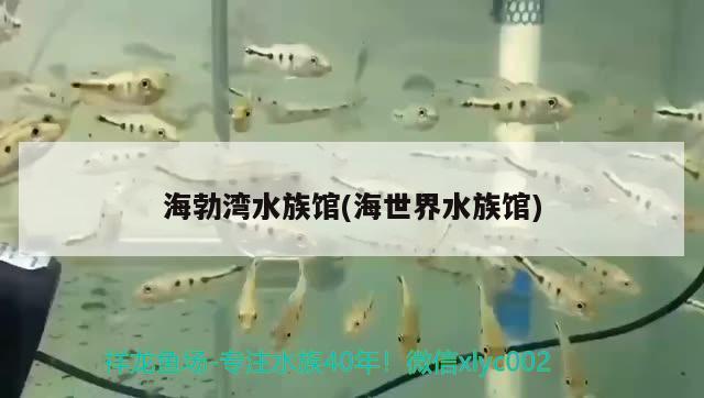 海勃湾水族馆(海世界水族馆)