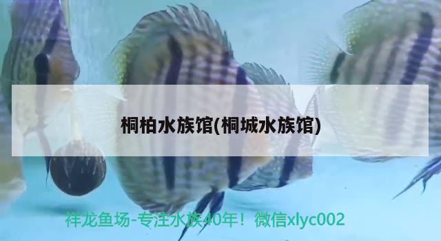 桐柏水族馆(桐城水族馆)