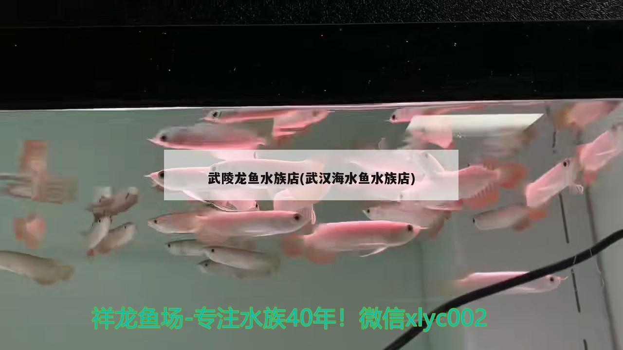 武陵龙鱼水族店(武汉海水鱼水族店) 海水鱼