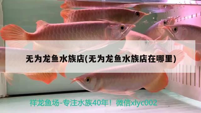 无为龙鱼水族店(无为龙鱼水族店在哪里) 马拉莫宝石鱼