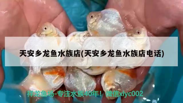 天安乡龙鱼水族店(天安乡龙鱼水族店电话) 朱巴利鱼苗