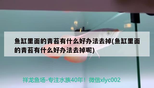 鱼缸里面的青苔有什么好办法去掉(鱼缸里面的青苔有什么好办法去掉呢)