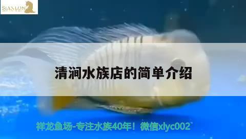 清涧水族店的简单介绍