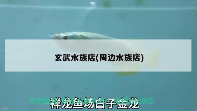 玄武水族店(周边水族店) 大日玉鲭鱼