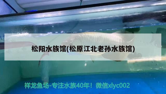 松阳水族馆(松原江北老孙水族馆) 稀有金龙鱼