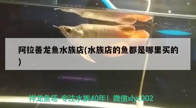 阿拉善龙鱼水族店(水族店的鱼都是哪里买的)