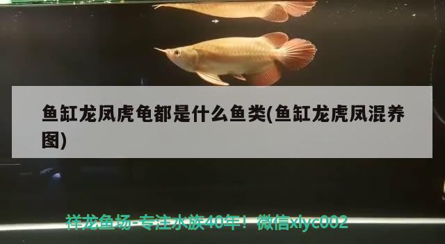 鱼缸龙凤虎龟都是什么鱼类(鱼缸龙虎凤混养图) 乌龟