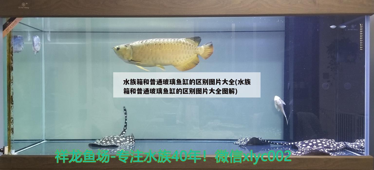 水族箱和普通玻璃鱼缸的区别图片大全(水族箱和普通玻璃鱼缸的区别图片大全图解) 鱼缸/水族箱