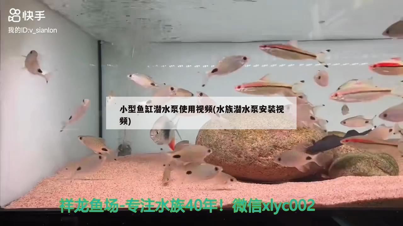 小型鱼缸潜水泵使用视频(水族潜水泵安装视频)