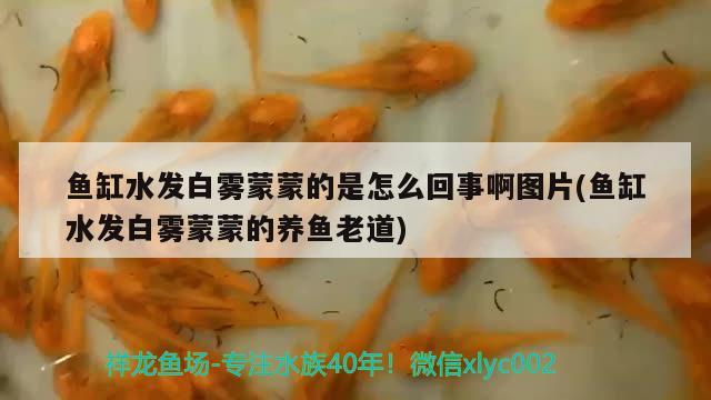 鱼缸水发白雾蒙蒙的是怎么回事啊图片(鱼缸水发白雾蒙蒙的养鱼老道) 鱼缸水泵