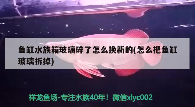 鱼缸水族箱玻璃碎了怎么换新的(怎么把鱼缸玻璃拆掉) 鱼缸/水族箱