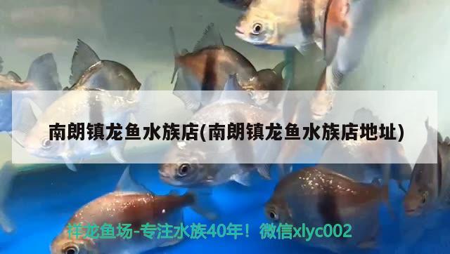 南朗镇龙鱼水族店(南朗镇龙鱼水族店地址)