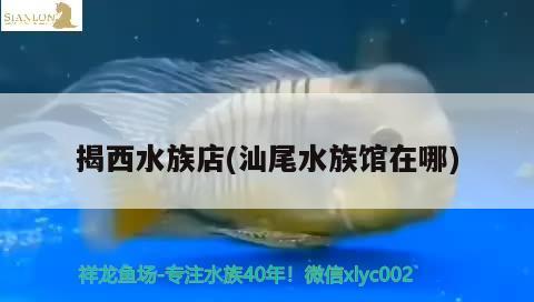 揭西水族店(汕尾水族馆在哪)