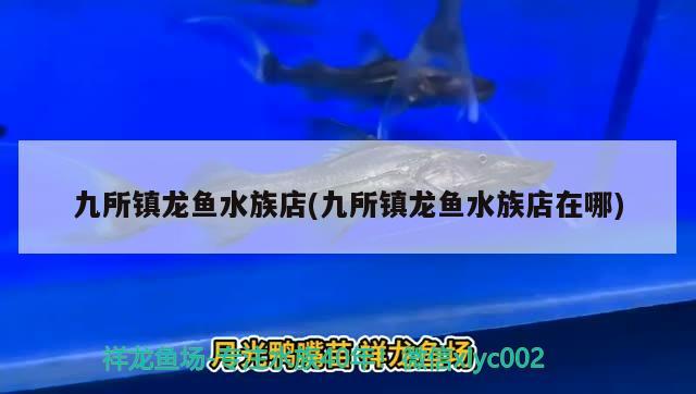 九所镇龙鱼水族店(九所镇龙鱼水族店在哪) 黑桃A鱼 第2张