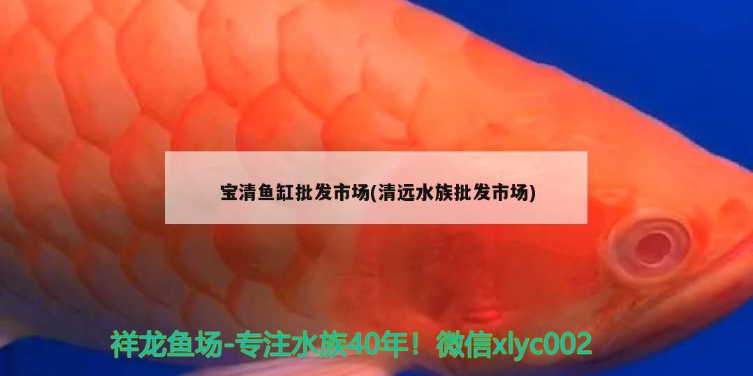 宝清鱼缸批发市场(清远水族批发市场) 观赏鱼水族批发市场