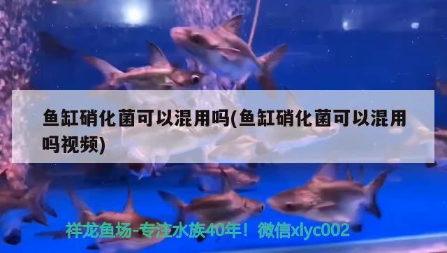 鱼缸硝化菌可以混用吗(鱼缸硝化菌可以混用吗视频) 超血红龙鱼