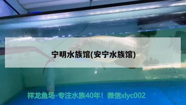 宁明水族馆(安宁水族馆) 广州水族批发市场