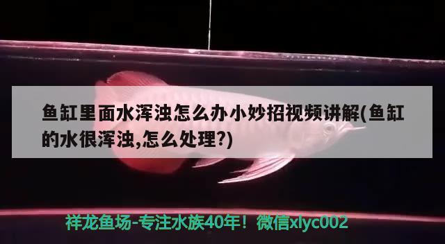 鱼缸里面水浑浊怎么办小妙招视频讲解(鱼缸的水很浑浊,怎么处理?) 龙凤鲤鱼