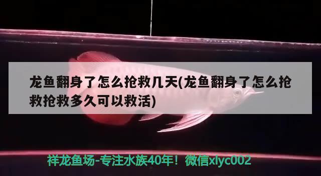 龙鱼翻身了怎么抢救几天(龙鱼翻身了怎么抢救抢救多久可以救活)