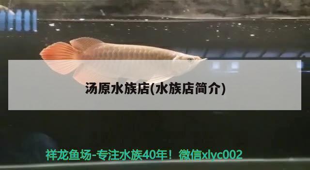 汤原水族店(水族店简介) 虎鱼鱼苗