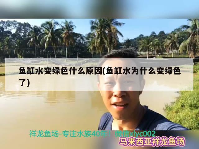 鱼缸水变绿色什么原因(鱼缸水为什么变绿色了) 泰庞海鲢鱼