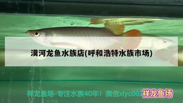 漠河龙鱼水族店(呼和浩特水族市场) 铁甲武士