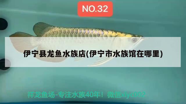 伊宁县龙鱼水族店(伊宁市水族馆在哪里) 一眉道人鱼苗