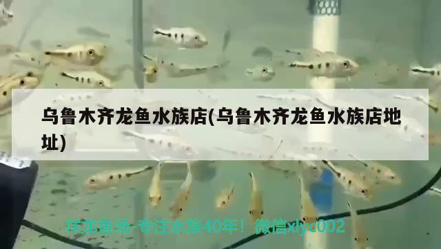 乌鲁木齐龙鱼水族店(乌鲁木齐龙鱼水族店地址) 魟鱼百科