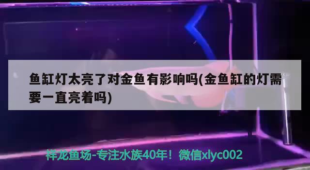 鱼缸灯太亮了对金鱼有影响吗(金鱼缸的灯需要一直亮着吗) 观赏鱼企业目录